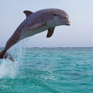 dolphinfan