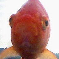 Anonymous Goldfish