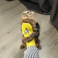 MrNuggetJr