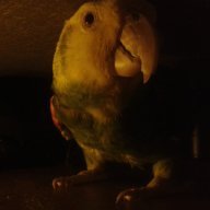 Parrotte