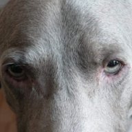 Weimaraner95