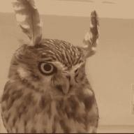owl