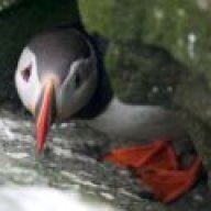 Puffinz