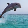 dolphinfan
