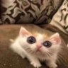 Smugg