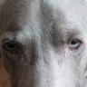 Weimaraner95