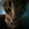 Furosha