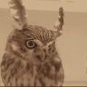 owl