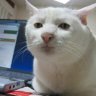 semigall