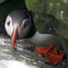 Puffinz