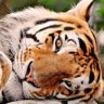 RetroTiger