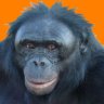 PeeJay Bonobo