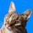 MiaowMinx
