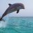 dolphinfan