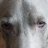 Weimaraner95
