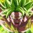 Broly