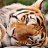 RetroTiger